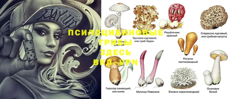 МЕГА ТОР  даркнет сайт  Кирс  Галлюциногенные грибы Psilocybine cubensis 